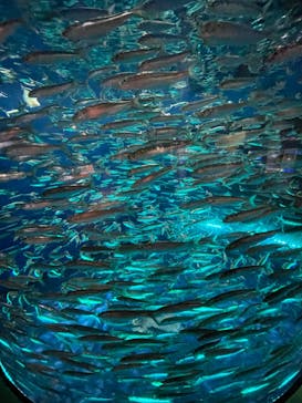 アクアワールド茨城県大洗水族館に投稿された画像（2022/9/17）