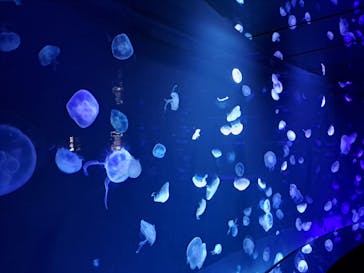 サンシャイン水族館に投稿された画像（2022/9/18）