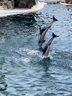 城崎マリンワールドに投稿された画像（2022/9/18）