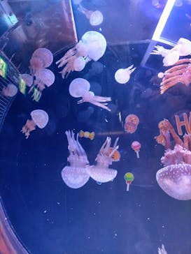 名古屋港水族館に投稿された画像（2022/9/18）
