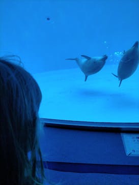 名古屋港水族館に投稿された画像（2022/9/18）