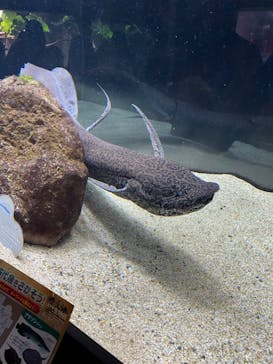 カワスイ 川崎⽔族館に投稿された画像（2022/9/18）