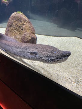 カワスイ 川崎⽔族館に投稿された画像（2022/9/18）