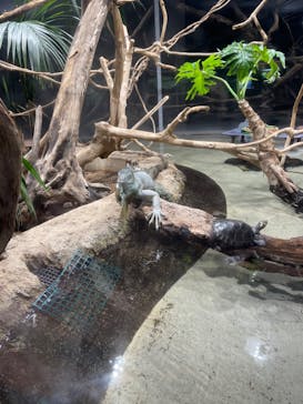 カワスイ 川崎⽔族館に投稿された画像（2022/9/18）