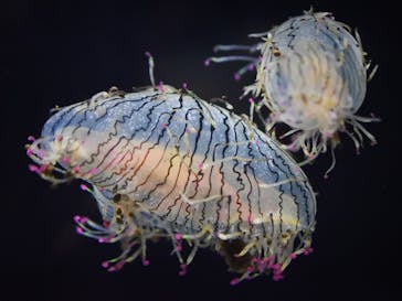 上越市立水族博物館 うみがたりに投稿された画像（2022/9/18）