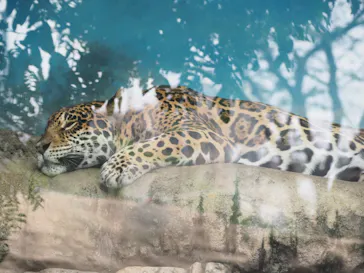 天王寺動物園に投稿された画像（2022/9/18）