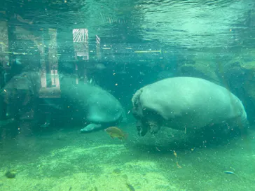天王寺動物園に投稿された画像（2022/9/18）