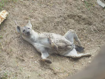 天王寺動物園に投稿された画像（2022/9/18）
