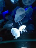 京都水族館に投稿された画像（2022/9/18）