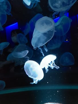 京都水族館に投稿された画像（2022/9/18）