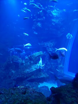 京都水族館に投稿された画像（2022/9/18）