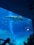 沖縄美ら海水族館に投稿された画像（2022/9/18）