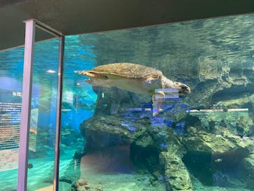 名古屋港水族館に投稿された画像（2022/9/18）