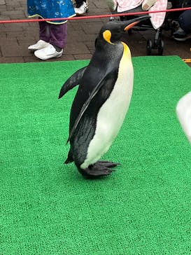 登別マリンパークニクスに投稿された画像（2022/9/18）