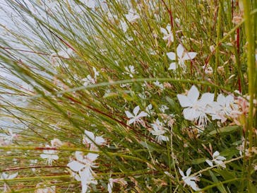 いばらきフラワーパークに投稿された画像（2022/9/18）