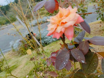 いばらきフラワーパークに投稿された画像（2022/9/18）