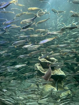 サンシャイン水族館に投稿された画像（2022/9/18）
