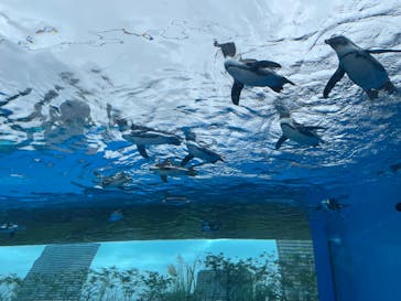 サンシャイン水族館に投稿された画像（2022/9/18）