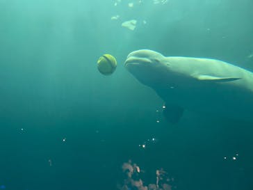 島根県立 しまね海洋館に投稿された画像（2022/9/18）