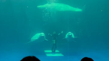 島根県立 しまね海洋館に投稿された画像（2022/9/18）