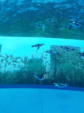 サンシャイン水族館に投稿された画像（2022/9/18）
