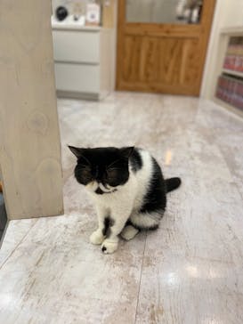 猫カフェモカ　町田ジョルナ店に投稿された画像（2022/9/18）