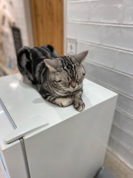 猫カフェモカ　町田ジョルナ店に投稿された画像（2022/9/18）