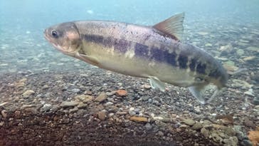 サケのふるさと 千歳水族館に投稿された画像（2022/9/18）