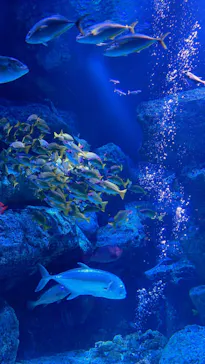 すみだ水族館に投稿された画像（2022/9/18）