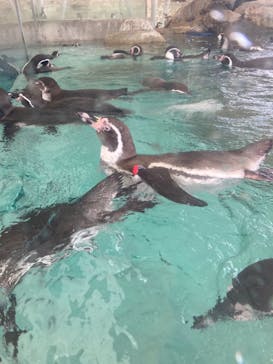 城崎マリンワールドに投稿された画像（2022/9/18）