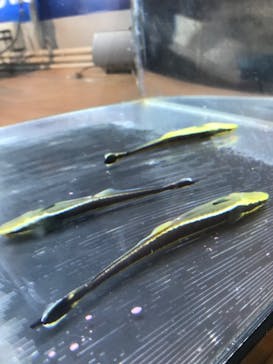 城崎マリンワールドに投稿された画像（2022/9/18）