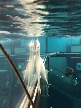 城崎マリンワールドに投稿された画像（2022/9/18）