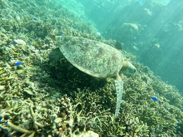 宮古島 ADVENTURE PiPi（ミヤコジマ アドベンチャー ピピ）に投稿された画像（2022/9/18）