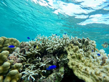 宮古島 ADVENTURE PiPi（ミヤコジマ アドベンチャー ピピ）に投稿された画像（2022/9/18）