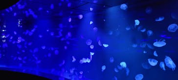 サンシャイン水族館に投稿された画像（2022/9/18）