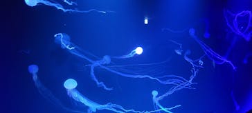 サンシャイン水族館に投稿された画像（2022/9/18）