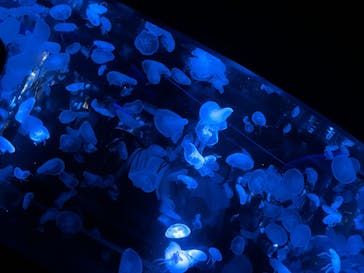 京都水族館に投稿された画像（2022/9/18）