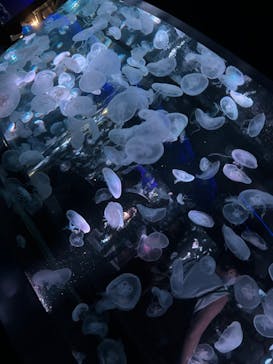 京都水族館に投稿された画像（2022/9/18）