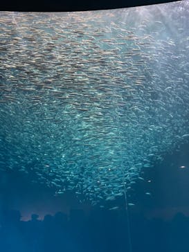 名古屋港水族館に投稿された画像（2022/9/18）