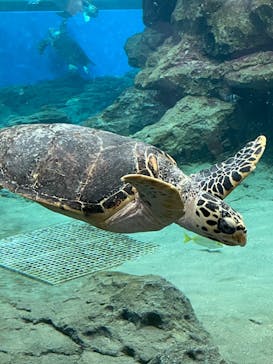 名古屋港水族館に投稿された画像（2022/9/18）