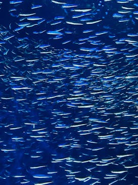 大分マリーンパレス水族館 「うみたまご」に投稿された画像（2022/9/18）