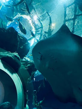 大分マリーンパレス水族館 「うみたまご」に投稿された画像（2022/9/18）