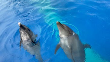 大分マリーンパレス水族館 「うみたまご」に投稿された画像（2022/9/18）