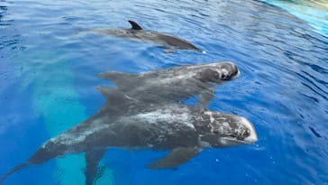 大分マリーンパレス水族館 「うみたまご」に投稿された画像（2022/9/18）
