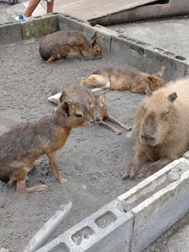 伊豆アニマルキングダムに投稿された画像（2022/9/18）