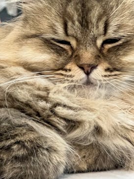 Moff animal cafe iias つくば店に投稿された画像（2022/9/18）