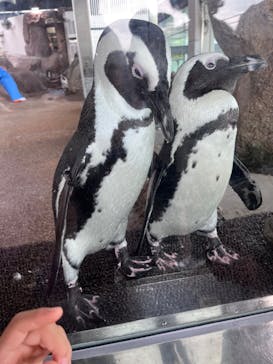京都水族館に投稿された画像（2022/9/18）