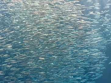 名古屋港水族館に投稿された画像（2022/9/18）