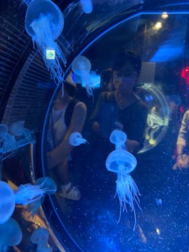 名古屋港水族館に投稿された画像（2022/9/18）