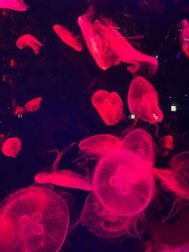 名古屋港水族館に投稿された画像（2022/9/18）